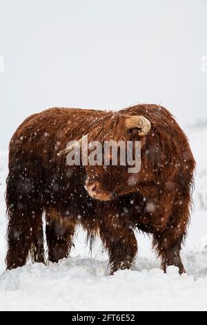 Le bétail des Highlands dans la neige Banque D'Images