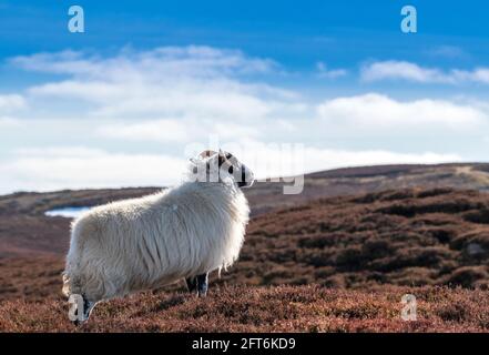 Scottish Blackface Sheep se tenait parmi la bruyère sur la lande à Glen Quaich, en Écosse Banque D'Images