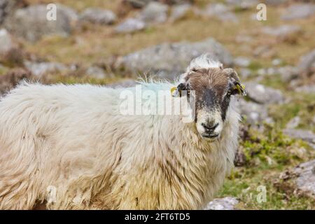 portrait fermé d'un surgrêle corné, sur une montagne. plein air. Banque D'Images