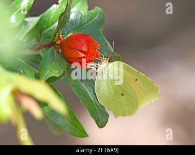 Gonepteryx cleopatra, le Cleopatra, le papillon Cleopatra Banque D'Images