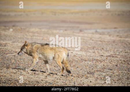 Loup tibétain, Canis lupus filchneri, Gurudonmar, Sikkim, Inde Banque D'Images