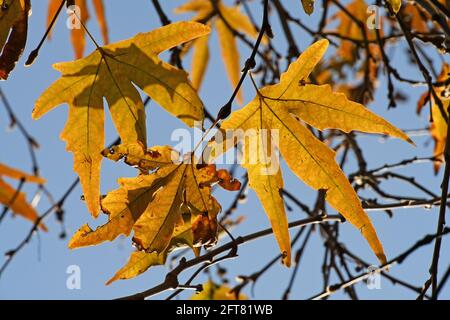 Plan oriental feuilles d'automne Banque D'Images
