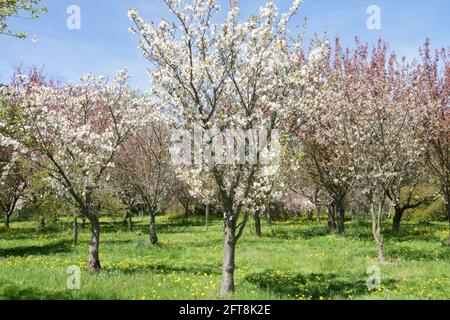 Prunus Ariake floraison dans le verger de printemps Banque D'Images