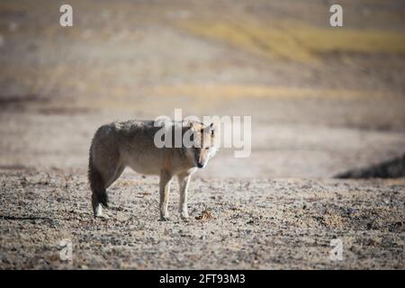 Loup tibétain, Canis lupus filchneri, Gurudonmar, Sikkim, Inde Banque D'Images