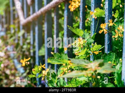 Belle fleur printemps et été fleurs jardin Chelidonium, communément connu sous le nom de celandines Banque D'Images