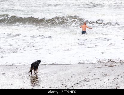 Garrettstown, Cork, Irlande. 21 mai 2021. Après quelques jours de tempêtes le long de la côte, un chien regarde son maître aller nager dans les mers difficiles à Garrettstown, Co. Cork, Irlande.- Credit; David Creedon / Alay Live News Banque D'Images