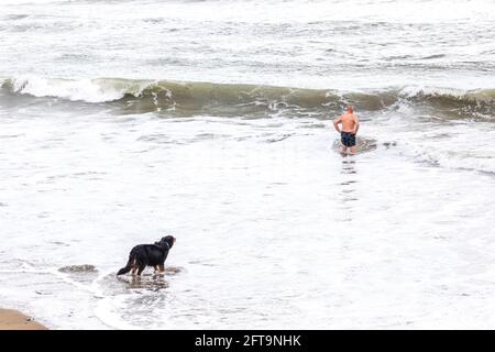 Garrettstown, Cork, Irlande. 21 mai 2021. Après quelques jours de tempêtes le long de la côte, un chien regarde son maître aller nager dans les mers difficiles à Garrettstown, Co. Cork, Irlande.- Credit; David Creedon / Alay Live News Banque D'Images