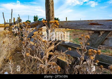 Le Burdock brun sec (Spine) pousse près d'une vieille clôture en bois rurale. Soleil d'été, ciel bleu sur le fond. Usine de pickly Banque D'Images