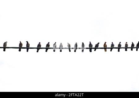 Silhouettes noires isolées de Doves sur fond blanc. Les pigeons sont assis sur un fil électrique. Banque D'Images