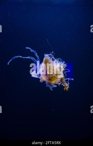 Méduse bleu illuminé avec tentacules longs dans la mer profonde sur fond noir foncé. Image verticale de Medusa avec fond noir. Banque D'Images