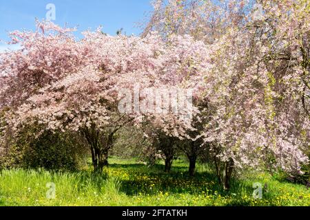 Prunus Pink Ballerina arbres dans le verger beau temps Banque D'Images