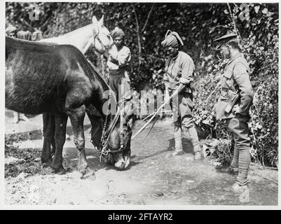 Première Guerre mondiale, première Guerre mondiale, front occidental - des troupes indiennes arrosoir des mules en France Banque D'Images