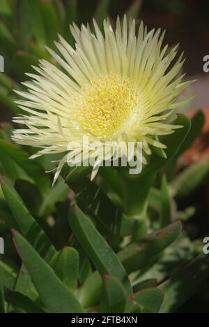 Le Carpobrotus edulis, communément appelé pigface, plante de glace, figue aigre, figue d'Hottot et myrtille, est une famille de plantes rampant au sol des Aizoaceae Banque D'Images