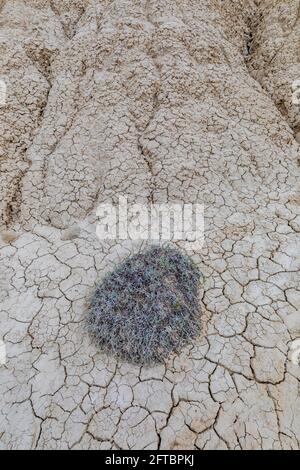 Fissures dans l'argile boueuse de Toadstool Geologic Park, Oglala National Grassland, Nebraska, États-Unis Banque D'Images