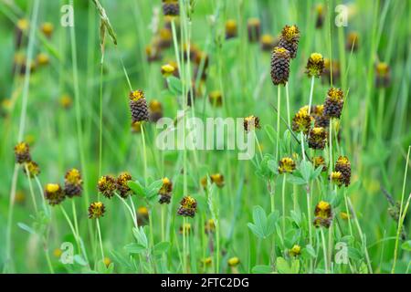 Trèfle brun, plantes de Trifolium spadiceum Banque D'Images