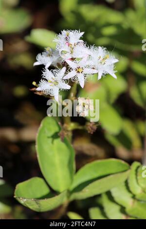 Bogbean Menyanthes trifoliata Banque D'Images