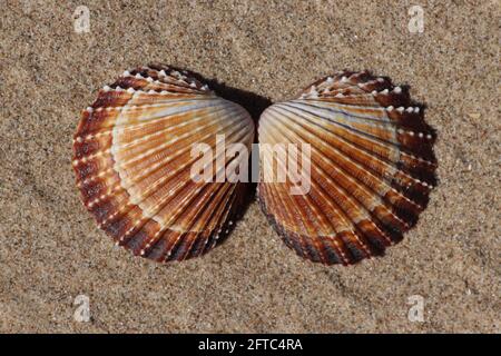 Cockle épineux Acanthocardia echinata Banque D'Images