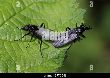 St. Mark's Fly (Bibio marci) - paire de couplage Banque D'Images