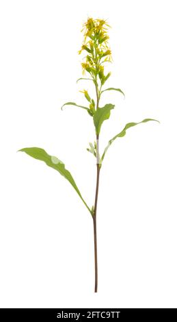 La verge rouge européenne, Solidago virgaurea isolée sur fond blanc, cette plante a été utilisée comme plante médicale Banque D'Images