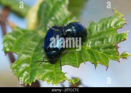 Comportement d'accouplement des dendroctones de l'aulne, Agelastica alni Banque D'Images