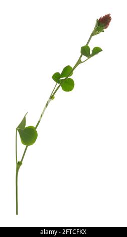 Trèfle cramoisi, plante de Trifolium incarnatum isolée sur fond blanc Banque D'Images