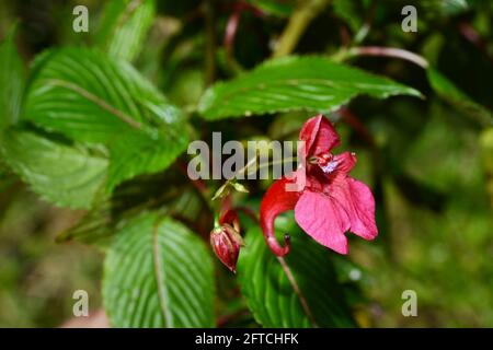 (210521) -- NAIROBI, le 21 mai 2021 (Xinhua) -- photo de fichier non datée fournie par le Centre commun de recherche sino-africain (SAJOREC) montre Impatiens fischeri Warb., qui se trouve au Kenya. La Journée internationale de la diversité biologique tombe le 22 mai. (SAJOREC/document via Xinhua) Banque D'Images