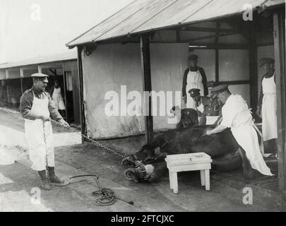 Première Guerre mondiale, première Guerre mondiale, front occidental - enlèvement d'un morceau de shrapnel d'un cheval blessé, France Banque D'Images