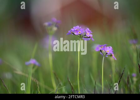 Gros plan de Primula farinosa, Primula Banque D'Images