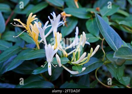 Fleurs de chèvrefeuille sur le jardin, (Lonicera japonica) Banque D'Images