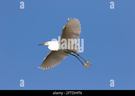 Snowy Egret, Egretta thula, affiche des pieds jaunes en vol dans la zone écologique des Prairies de la vallée San Joaquin en Californie. Banque D'Images