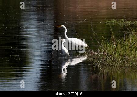 Great Egret, Ardea alba et Snowy Egret, Egretta thula, posent dans une zone humide ombragée, présentant une comparaison de taille dans la vallée de San Joaquin en Californie. Banque D'Images