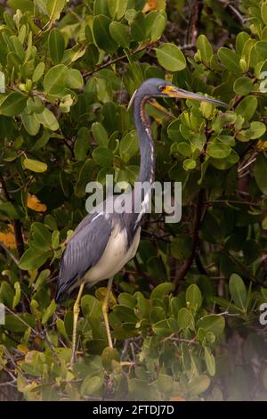 Heron tricolore, Egretta tricolor, chez les adultes qui se reproduisent, pose un plumage dans un habitat de marais de mangrove, au RNC de Merritt Island, dans le comté d'Orange, en Floride. Banque D'Images