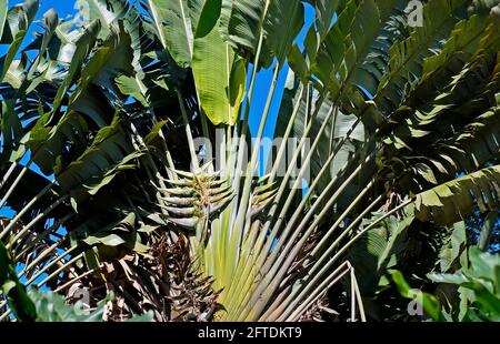 Arbre de voyageurs (Ravenala madagascariensis), Rio de Janeiro, Brésil Banque D'Images