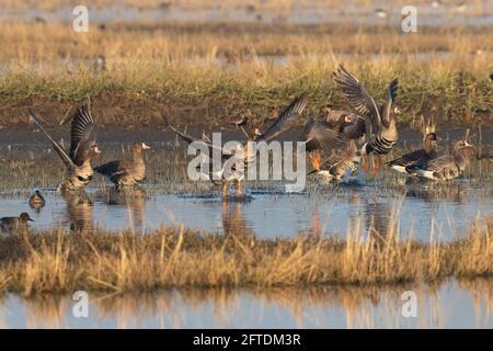 Grande Oies à froncé blanc, Anser albifrons, décollage de la roôte de milieu de matinée sur le NWR Merced dans la vallée de San Joaquin en Californie. Banque D'Images