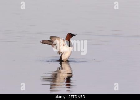 Un drake Canvasback, Aythya valisineria, étire ses ailes sur un réservoir en eau profonde dans la vallée de San Joaquin en Californie, dans le comté de Merced. Banque D'Images