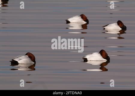 Canvasback drakes, Aythya valisineria, se reposant sur la surface ondulée d'un lac en eau profonde dans la vallée de San Joaquin en Californie, dans le comté de Merced. Banque D'Images