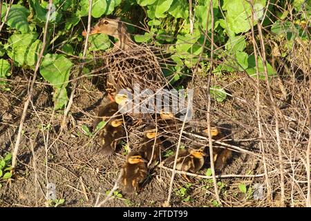 Une poule colvert sauvage, Anas platyrhynchos, et des canetons sans mouvement se cachent dans la végétation naturelle de la réserve naturelle nationale de San Luis, en Californie Banque D'Images