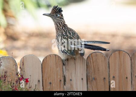 Un grand roadrunner adulte, Geococcyx californianus, pose sur une clôture résidentielle entourant l'aménagement paysager xérophytique à Albuquerque, Nouveau-Mexique Banque D'Images