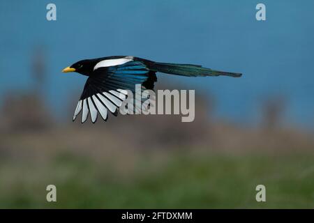 Le Magpie à bec jaune pour adultes, Pica hudsonia, affiche ses plumes irisées et sa facture jaune diagnostique en vol dans la vallée de San Joaquin en Californie. Banque D'Images