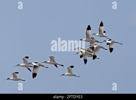 Pied Avocet - Recurvirostra avosetta flock voler Banque D'Images