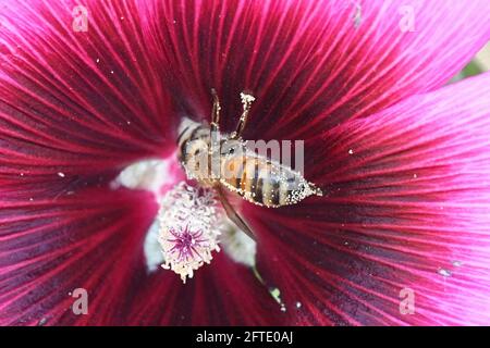 La pollinisation de l'Abeille fleur pourpre Banque D'Images