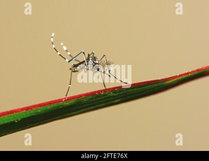 Tigre asiatique, moustique, Aedes albopictus Banque D'Images