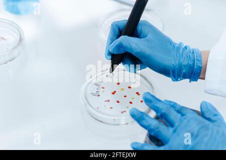 Gros plan. Scientifique marquant une boîte de Petri avec des bactéries virales. Banque D'Images