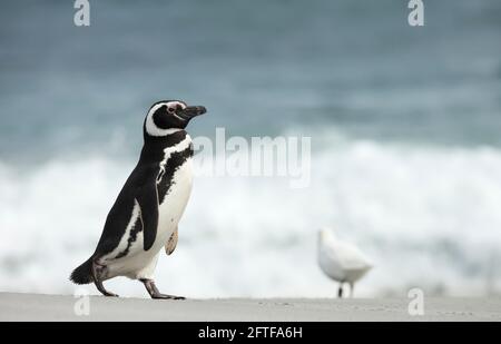 Manchot Magellanique marchant sur une plage de sable, îles Falkland. Banque D'Images