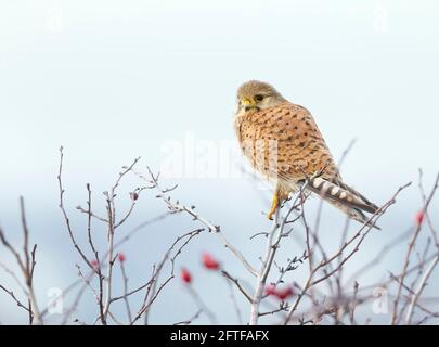 Gros plan d'un kestrel commun (Falco tinnunculus) perché dans un arbre, Royaume-Uni. Banque D'Images