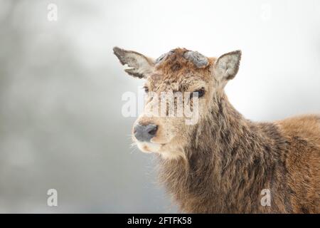 Gros plan sur un cerf-Rouge ayant récemment versé ses bois, au Royaume-Uni. Banque D'Images