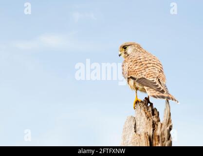 Gros plan d'un kestrel commun perché sur un tronc d'arbre, Angleterre. Banque D'Images