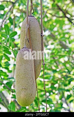 Fruits sur un arbre à saucisse sud-africain - Kigelia pinnata Banque D'Images