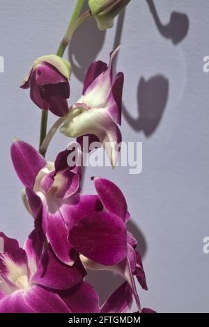 Branche de Dendrobium en fleur sur fond blanc Banque D'Images