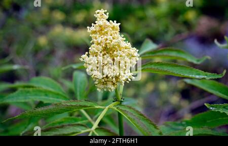 Sambucus racemosa, les noms communs de sureau rouge et l'inflorescence de l'aîné rouge-mûri Banque D'Images